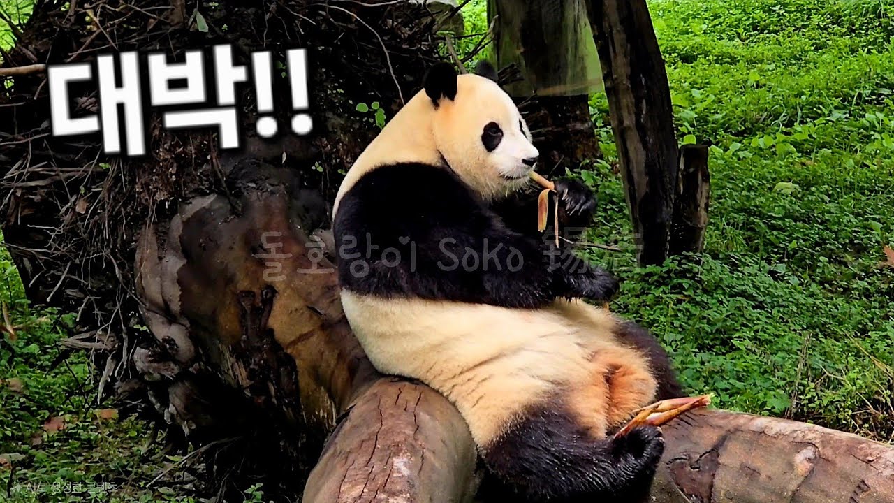 진짜 사람인줄 알았네요~푸바오 좀 보세요~!!ㅋㅋ | 9월 18일 오후 제1편(푸바오 실시간)