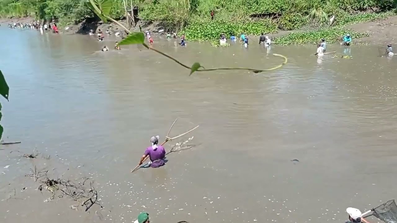 27 April 2025 pladu brantas panen raya