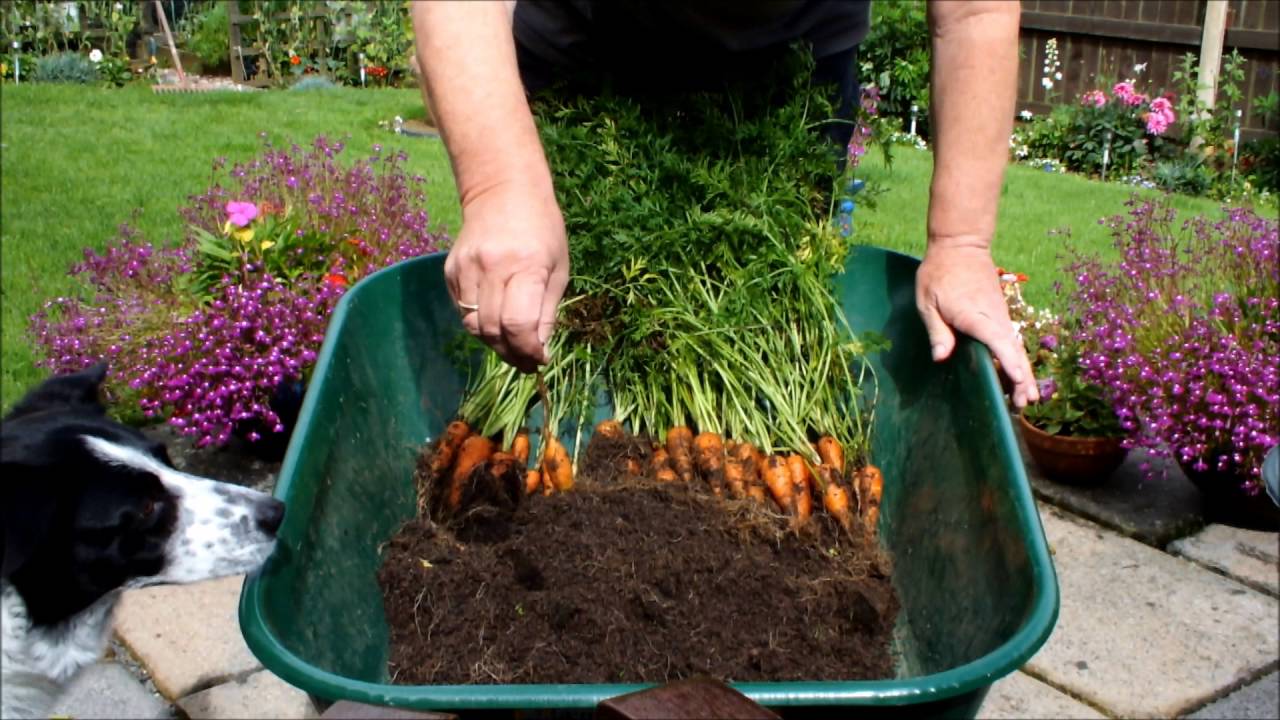 How to grow Organic Carrots in small 10 inch Pots.  1st reveal of the year