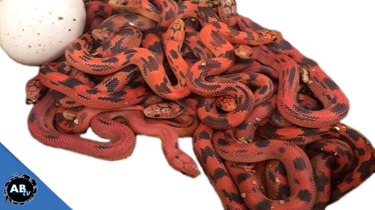 10 Keys To Being A Successful Reptile Breeder : SnakeBytesTV - Ep. 396 : AnimalBytesTV