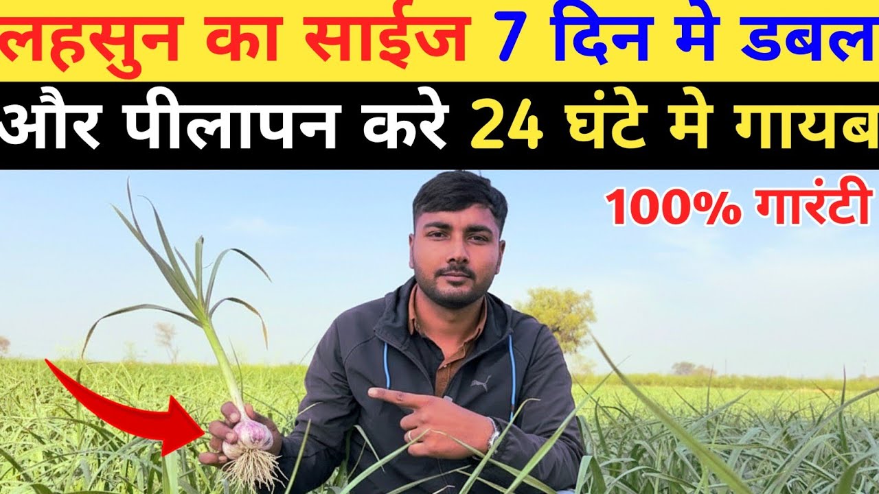 लहसुन का कंद मोटा करने का सबसे बेस्ट तरीका | lahsun ka kand kaise badhaye | lahsun ki kheti