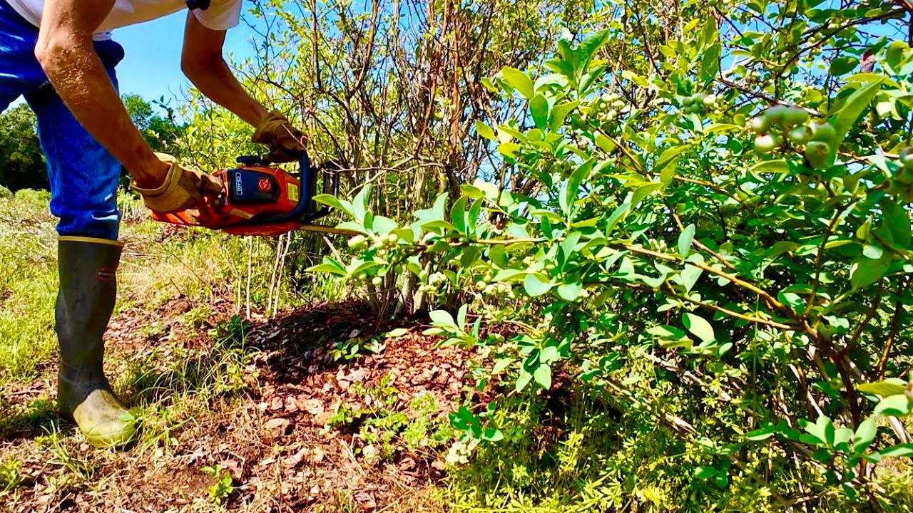 I Cut Down My Blueberry Plants Right Before Harvest