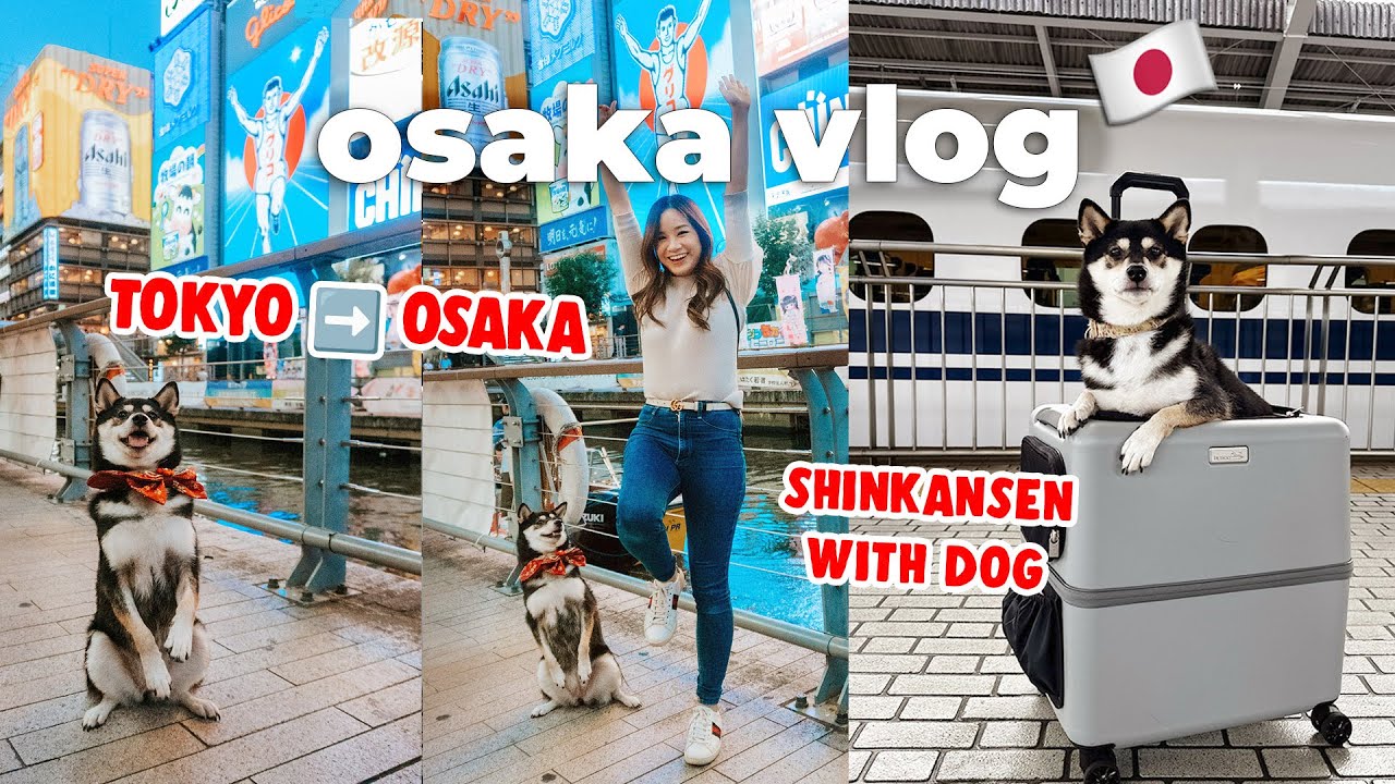 Shiba Inu’s First Day in Osaka 🇯🇵 dog on Shinkansen 🚅 Dotonbori, Shinsaibashi | Japan Travel Vlog