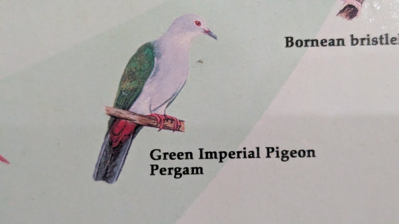 Masak Makanan Esotik Burung Pergam / Green Imperial Pigeon