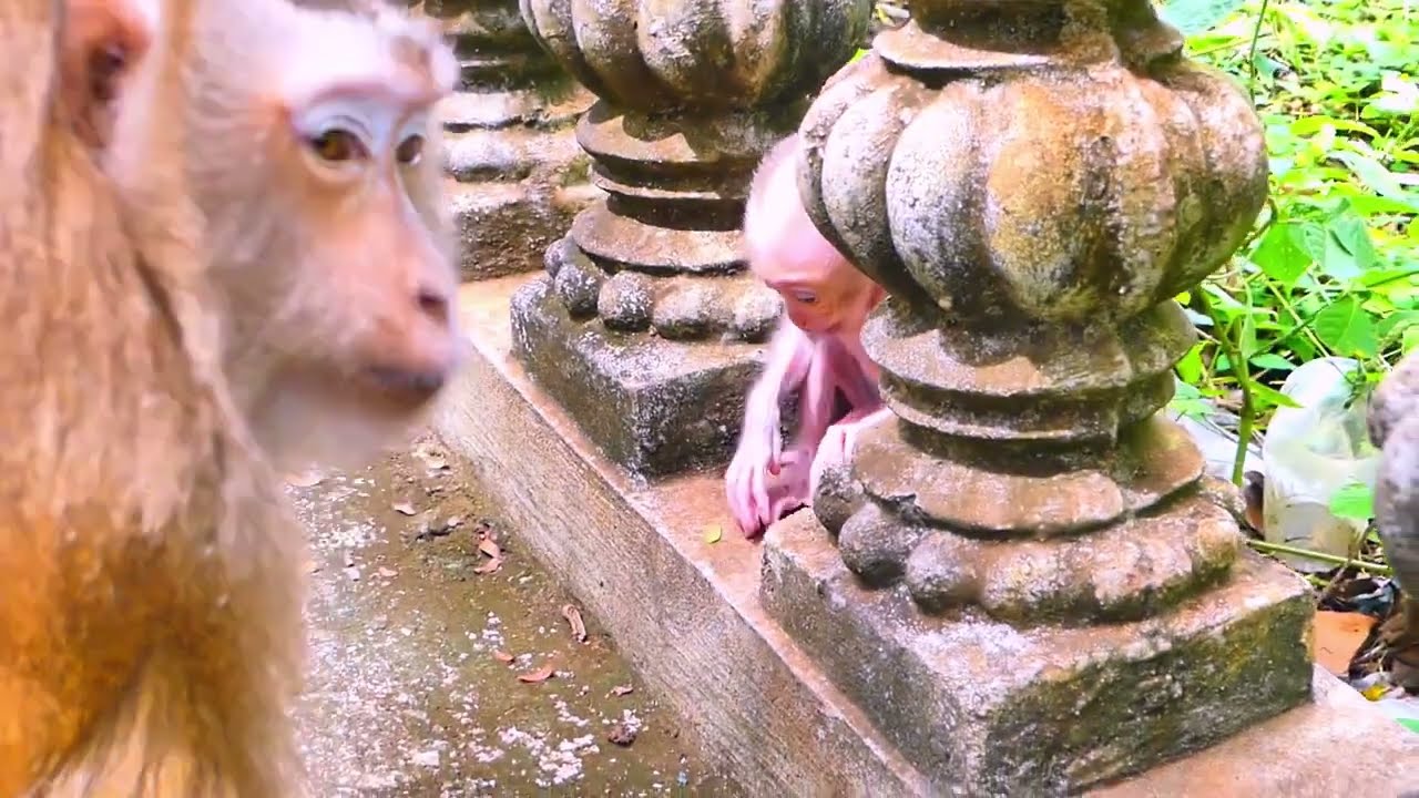 First steps of a tiny explorer &mdash; baby monkey learning to walk!