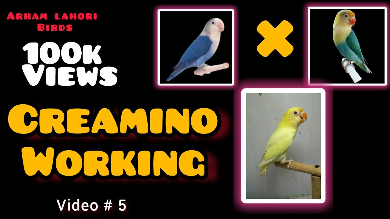 Blue fischeri split ino into parblue split ino || How to produce creamino from cheap pairing
