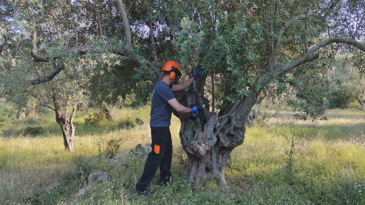 Scie de jardin à batterie Husqvarna Aspire P5-P4A en action