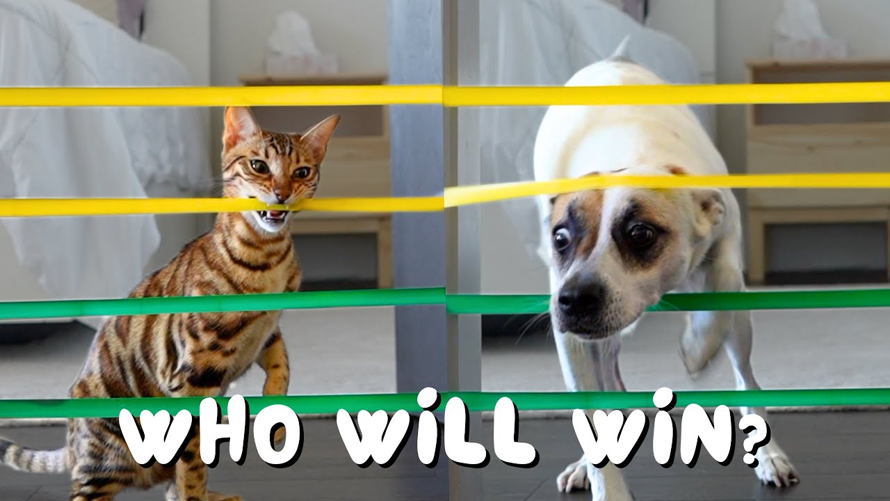 CAT vs DOG Challenges: The Pet Games 2024