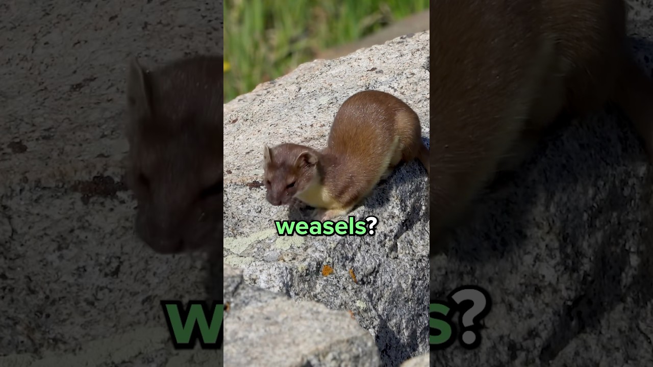 What Kind of Animal are Weasels? 😳