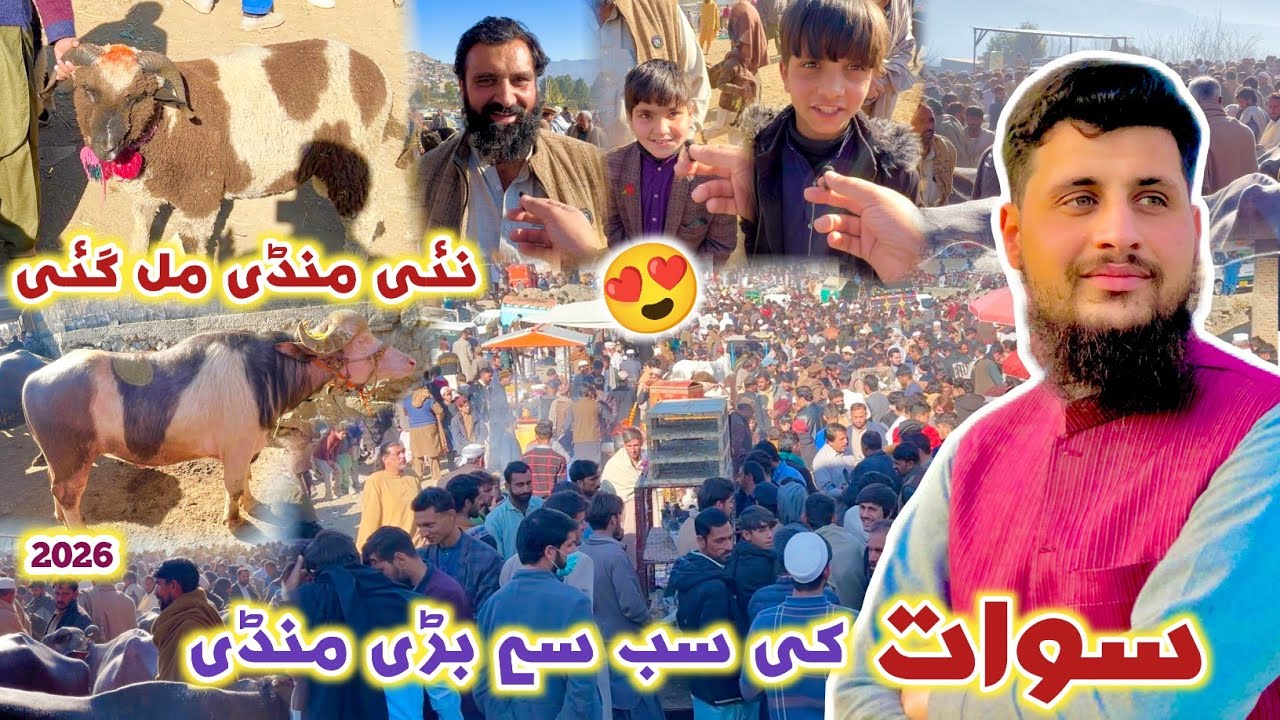 Longtail Sheep سوات کی سب سے بڑی منڈی | Swat Largest Mandi 2026 یہاں سب کچھ ملتا ہیں Izhar Ali Shah