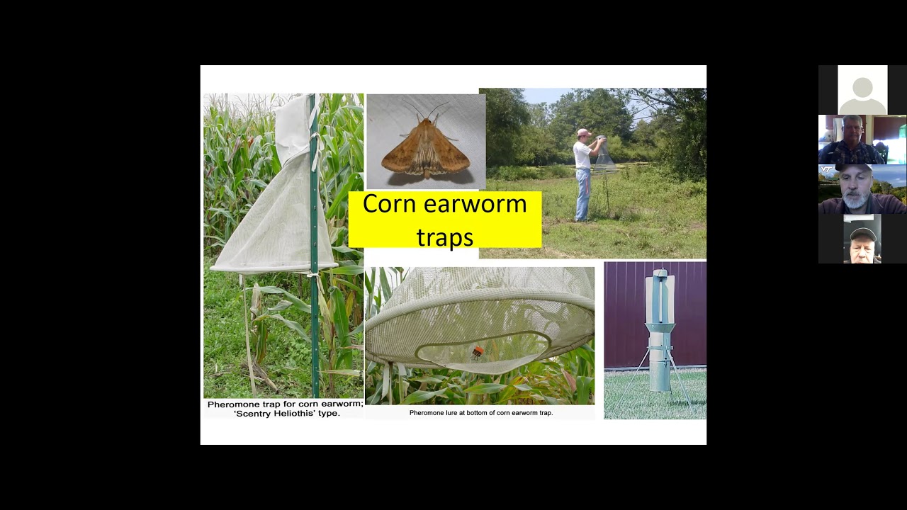 CCE ENYCHP Sweet Corn Webinar
