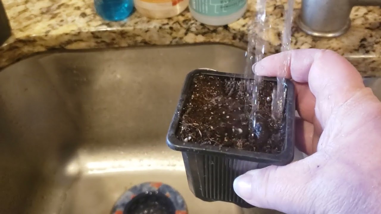 How to Propagate, Plant, and Transplant Fuchsia