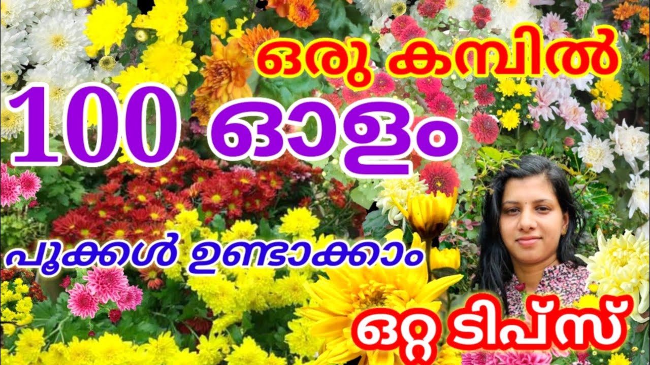 Chrysanthemum Plant Complete Care Malayalam/എങ്ങനെ ഇത്രയും ജമന്തി പൂക്കൾ ഒരു ചെടിയിൽ തന്നെ/Jamanthi