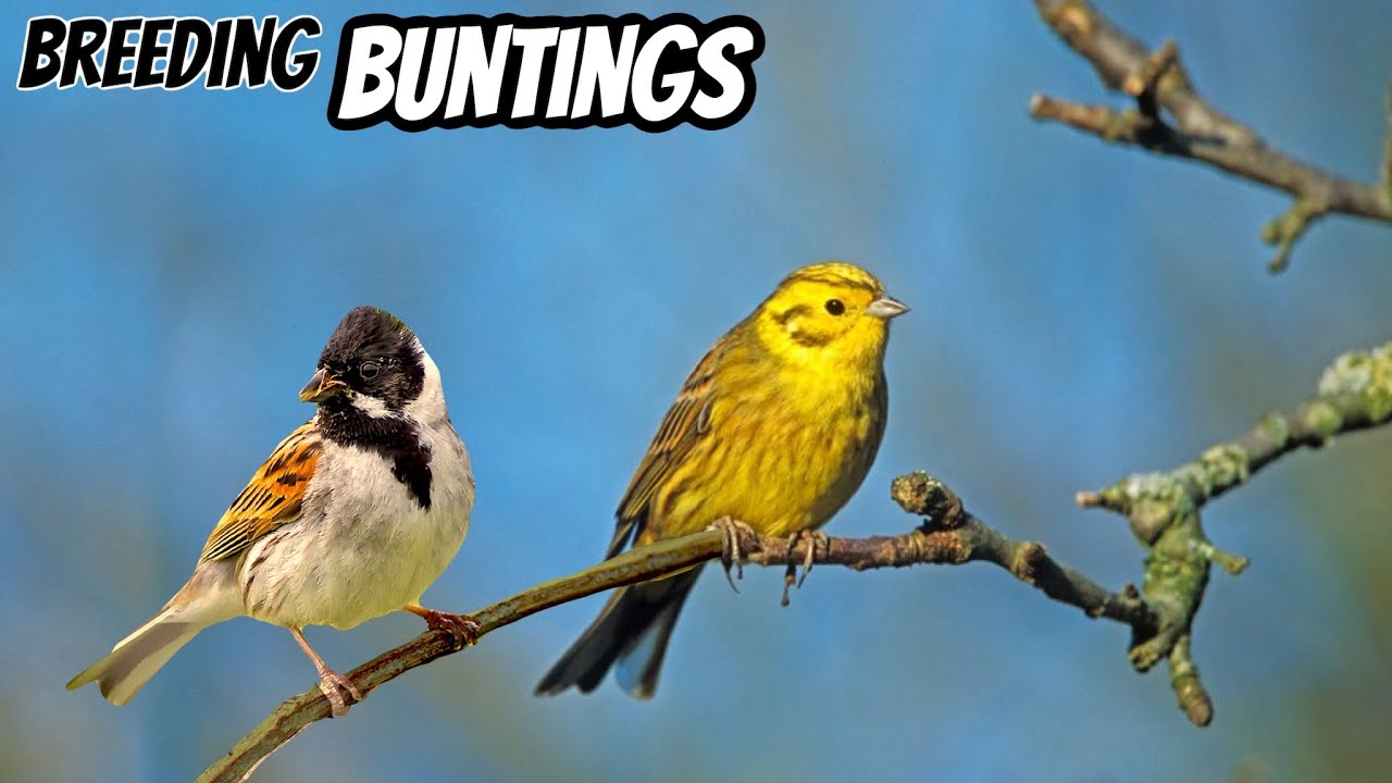 Breeding Yellowhammers & Buntings w/ Joe Daly | N&N ZR 3