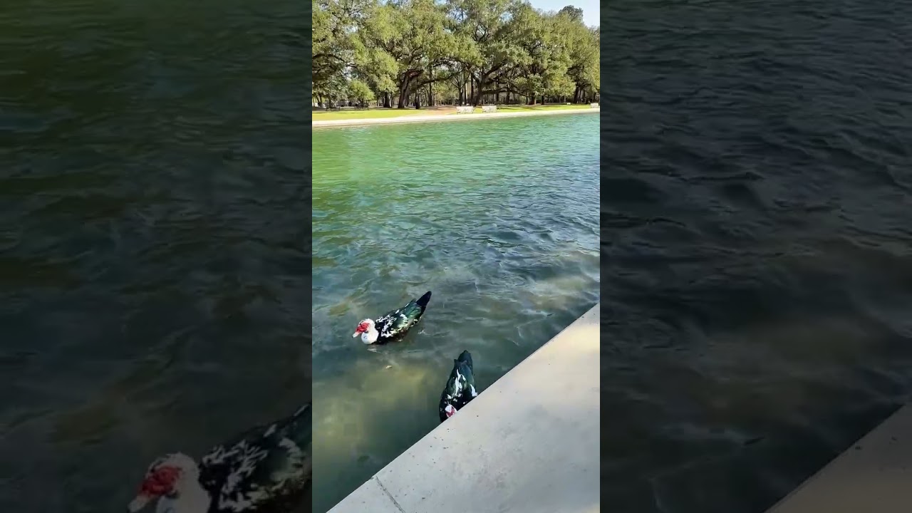 Hermann Park #Houston #Texas #Travel #TravelVlog #Vlog #Park #Nature  #Walk #outdoors #life