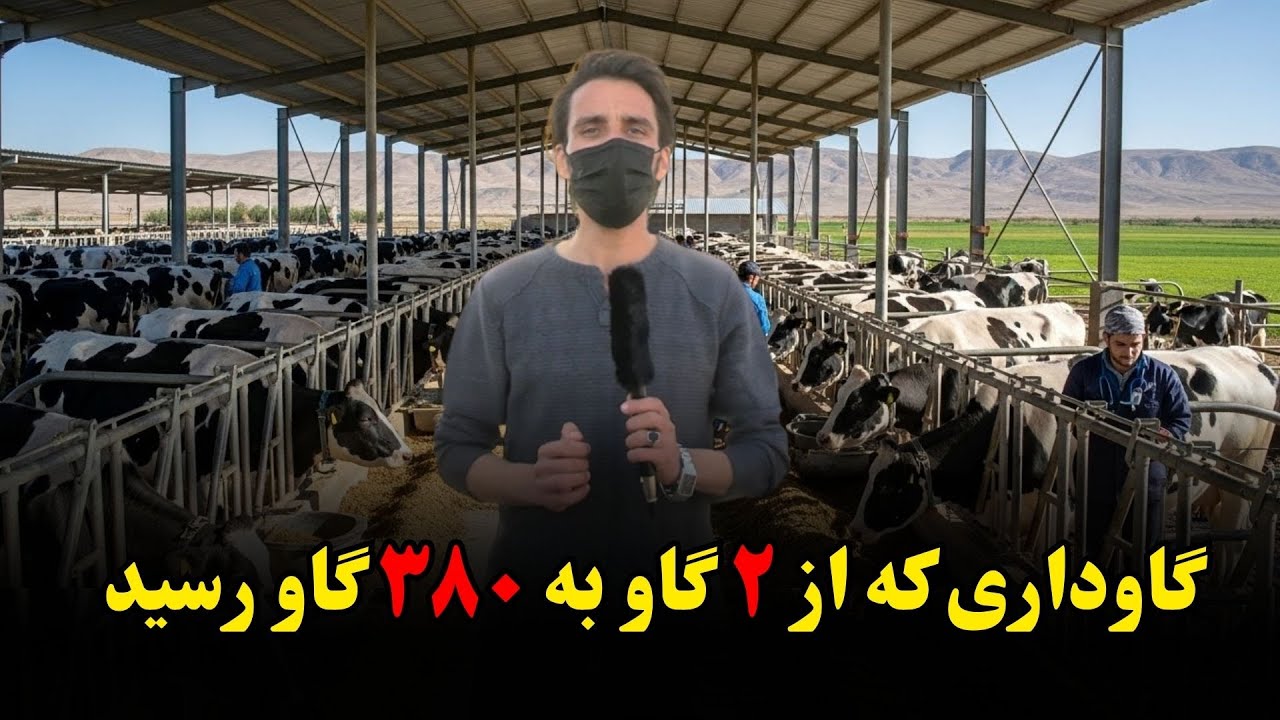 گزارش ویژه یکی از گاو داری های بزرگ هرات !