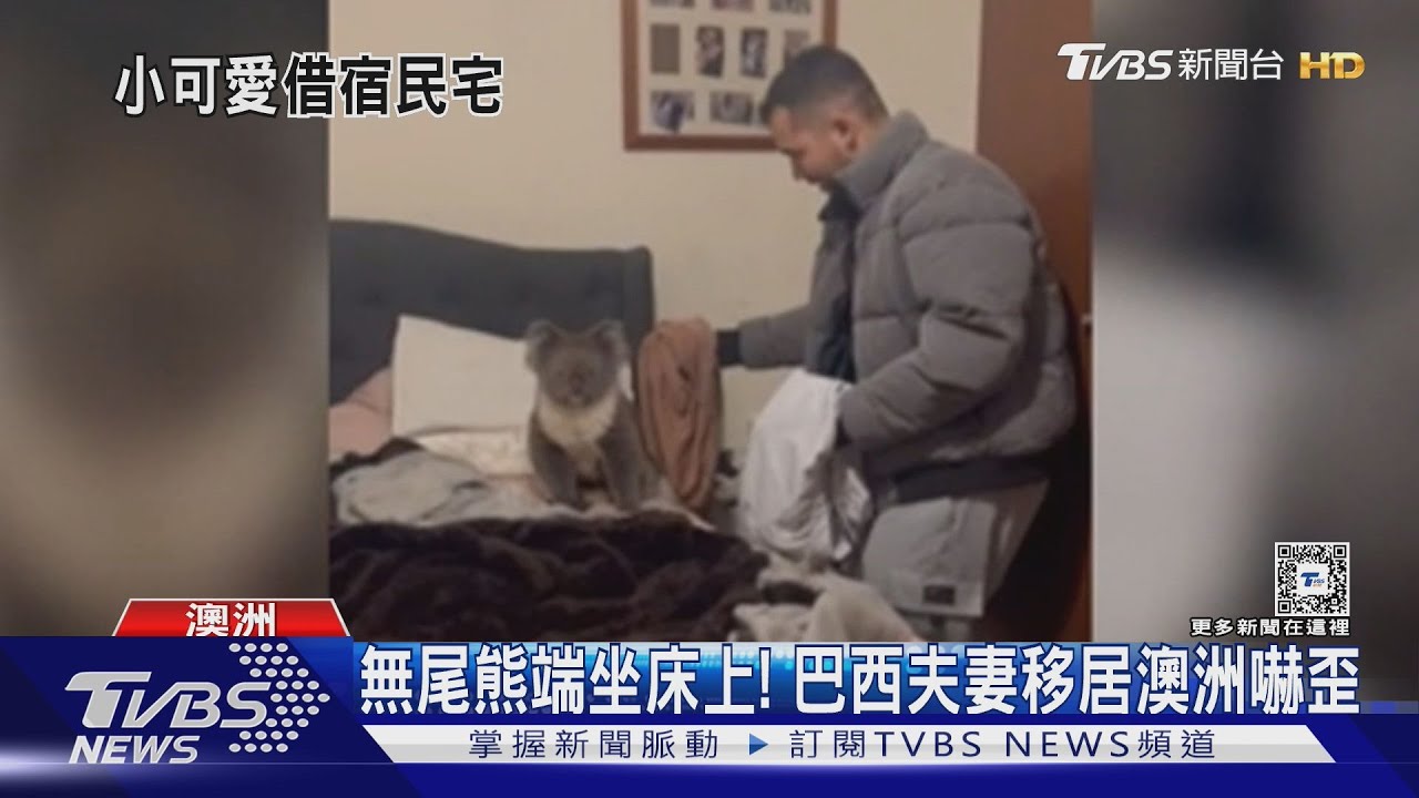 車站!院子!臥室! 澳洲野生無尾熊棲息地縮減 頻闖城市鬧區｜TVBS新聞 @TVBSNEWS01