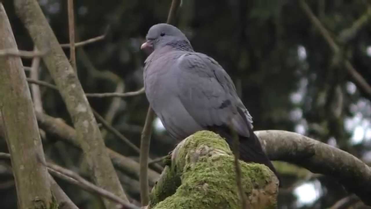 Stock Dove in Singleton Park, Swansea