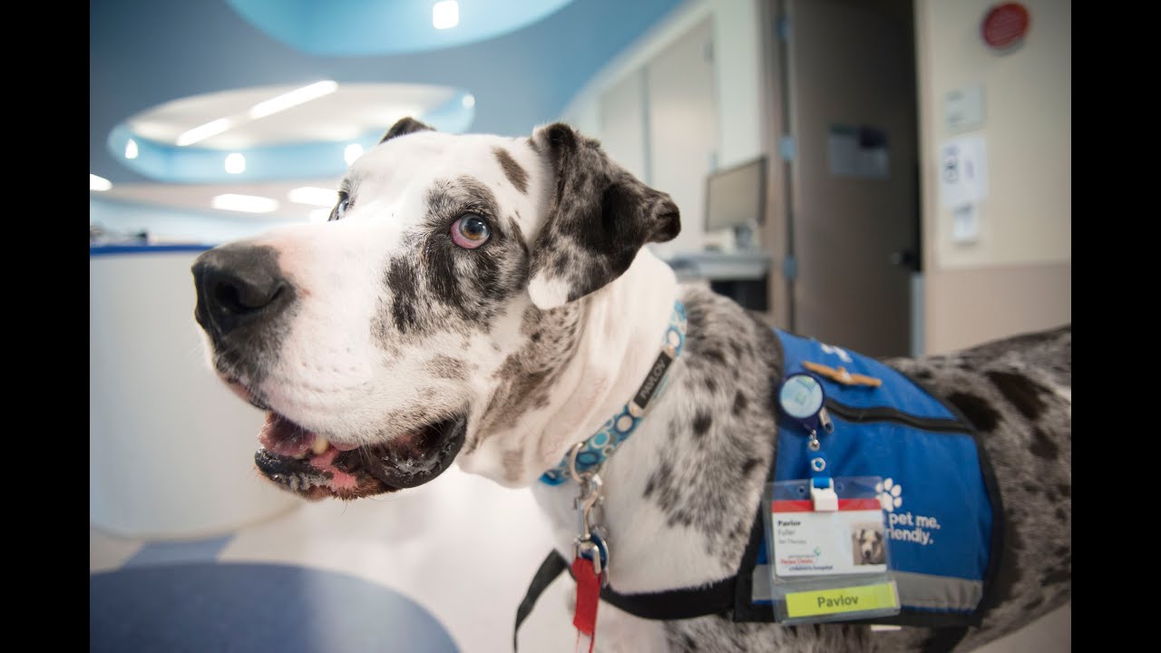 Therapy dogs visit patients, staff and ice cream counter