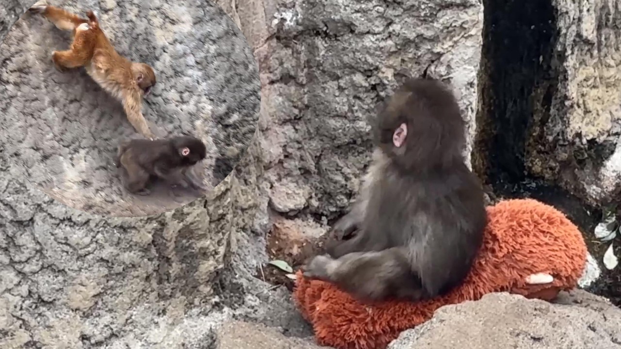番外編 どうしてぼくをいじめるの?【番外編】【市川市動植物園】ニホンザル