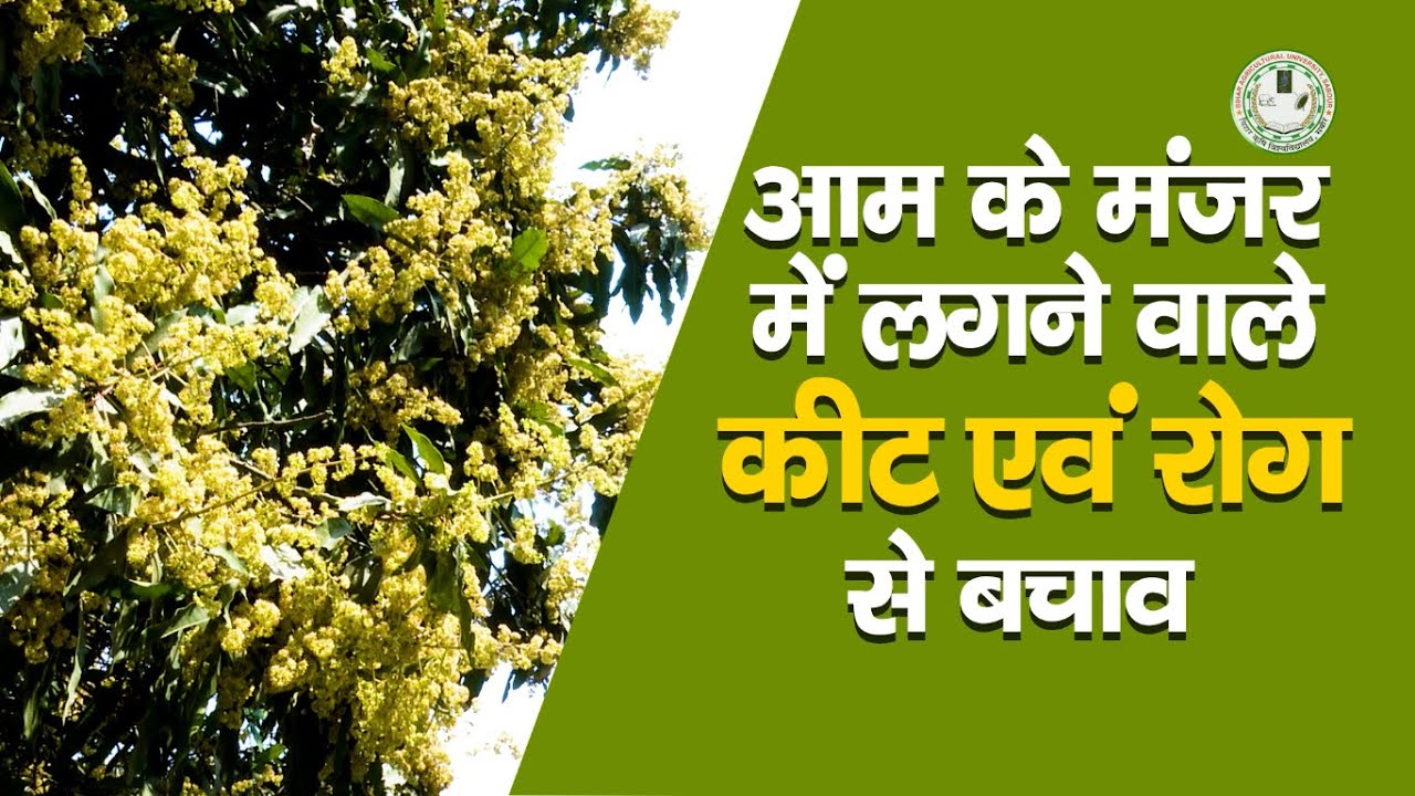 आम के मंजर में लगने वाले कीट एवं रोग से बचाव || Prevention of pests and diseases in Mango ||