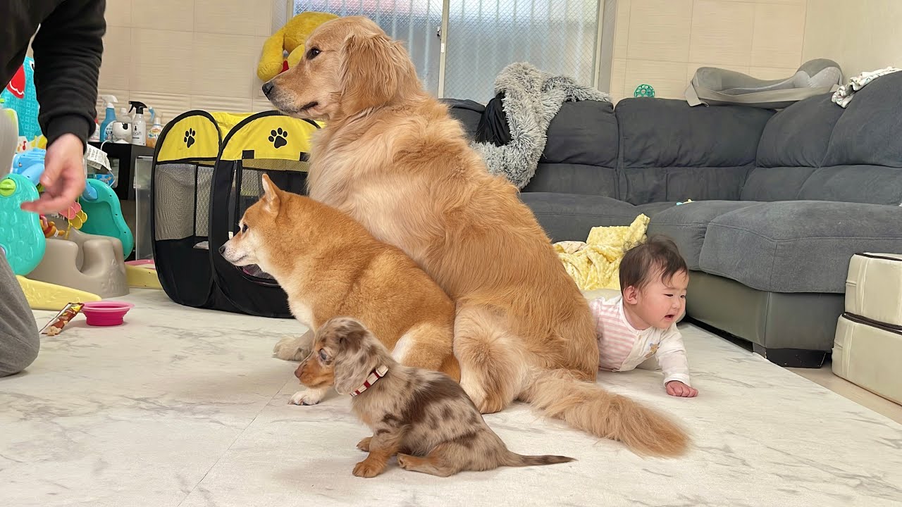 赤ちゃんだらけの我が家で愛犬とトレーニングをするとこうなります...