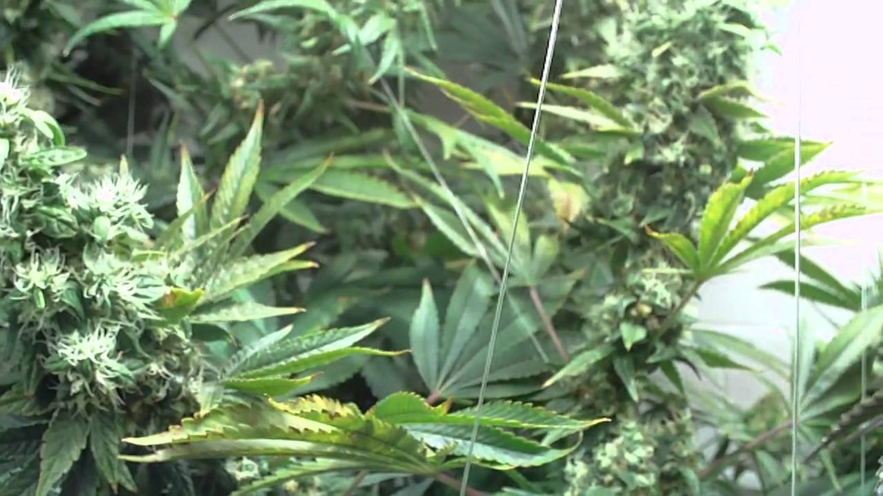 SkyWalker Kush grow in my bathroom