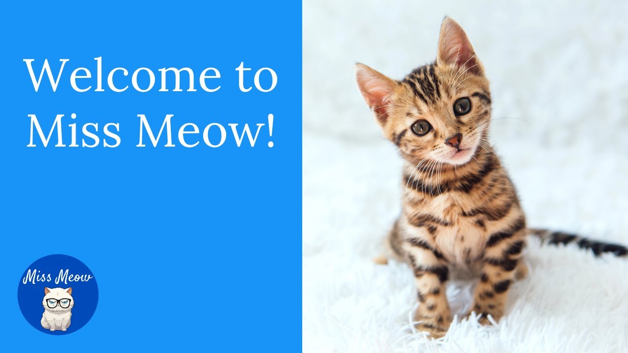 Welcome to Miss Meow! 😺 👓  🖥️