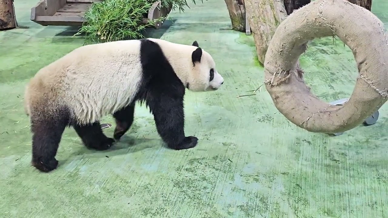 2025/02/09圓寶與圓仔經典午餐（嚴禁轉載）