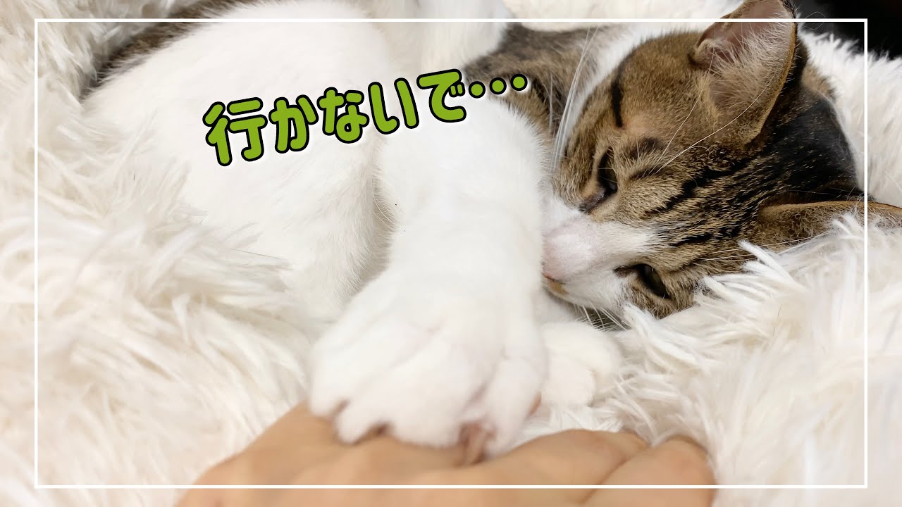 キジ白猫君のもっと撫でてアピールが可愛すぎるんですけどー！【4K猫動画】