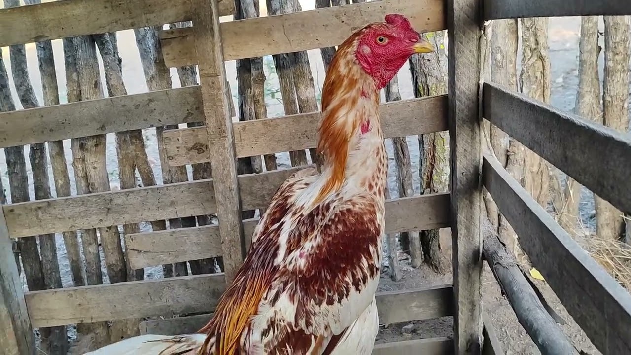 VEJA OS FRANGOS QUE FORAM ENGAIOLADOS 