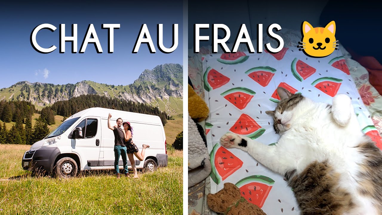 9 astuces pour protéger son chat de la chaleur, en voyage en fourgon aménagé l'été