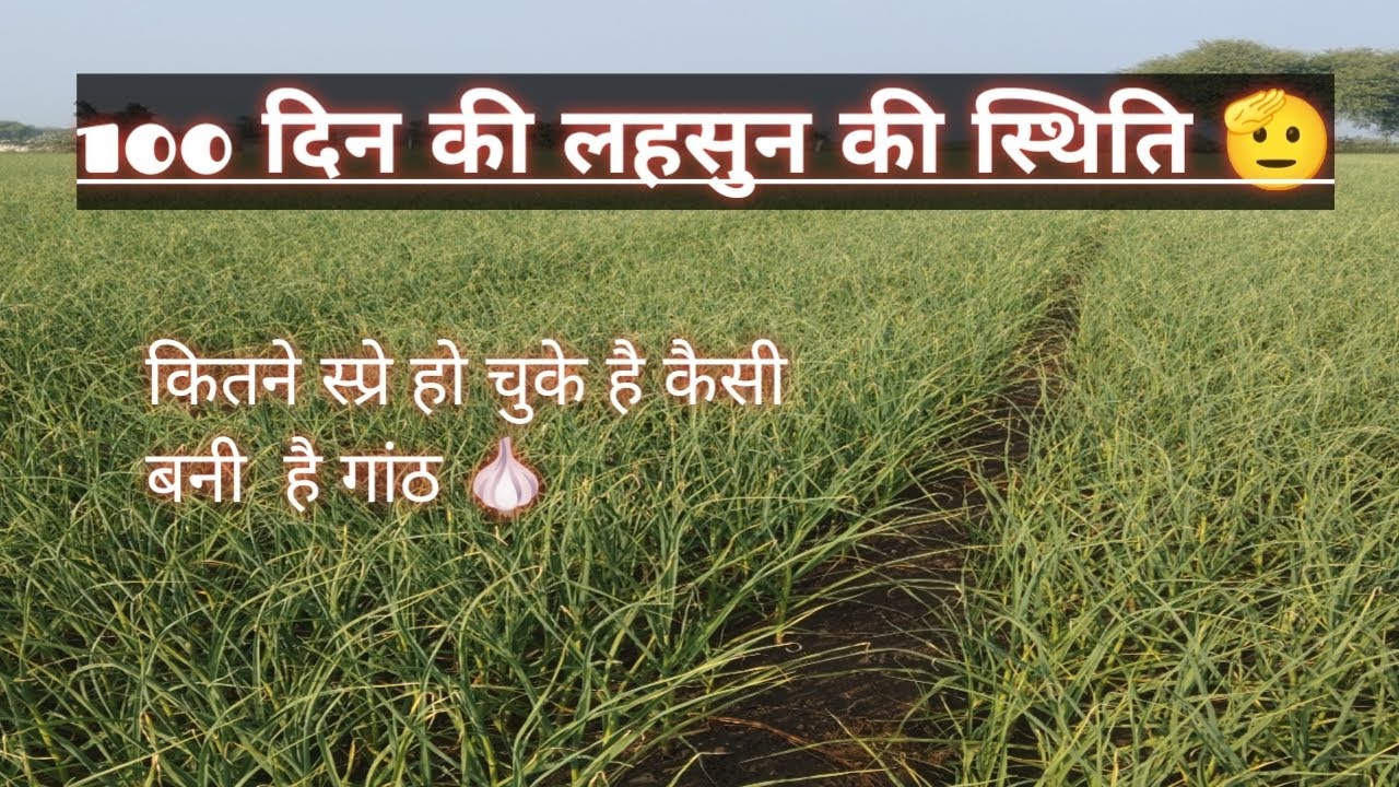 #लहसुन की साइज कैसी बनी है 100 दिन की लहसुन 🧄🔥
