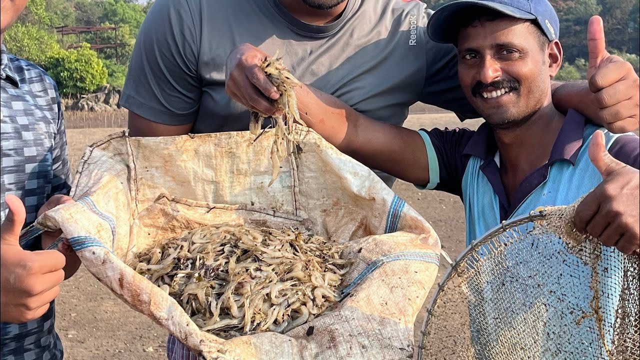 खाडीच्या चिखलात भरपुर पकडली कोळंबी | खाडीतील गावठी कोळंबी