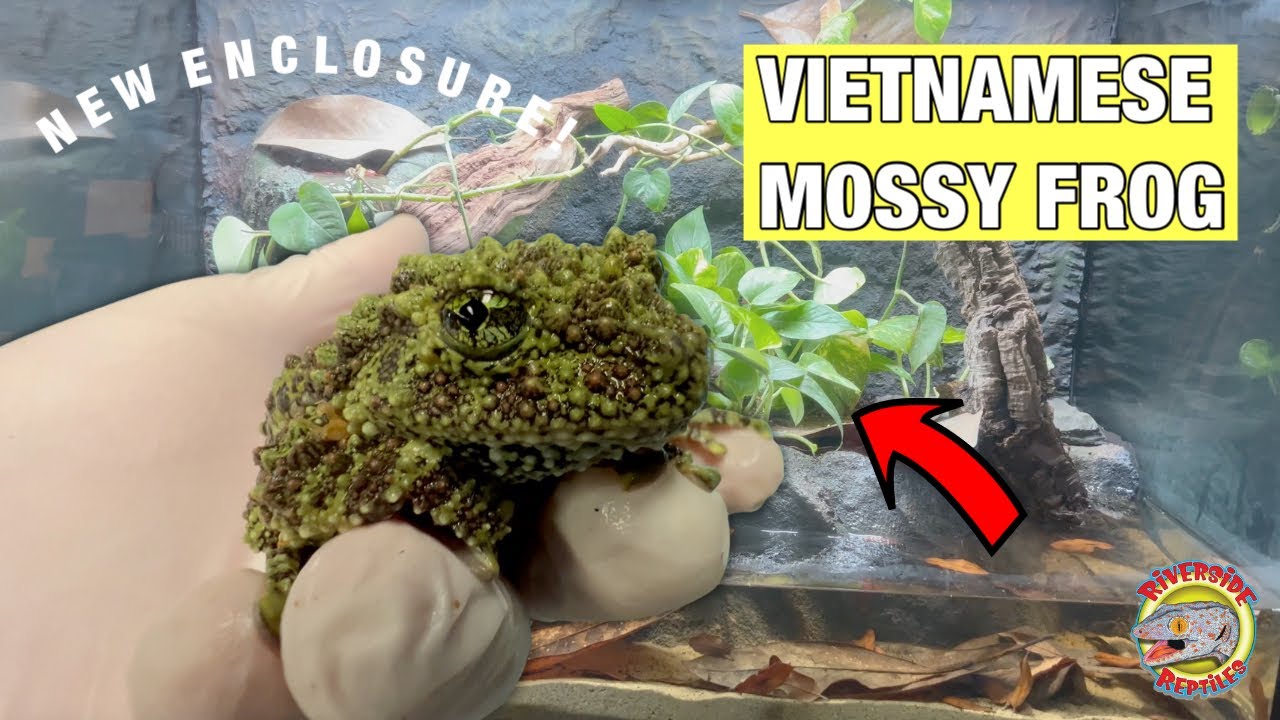 Vietnamese Mossy Frogs | New Enclosure & Fun Facts