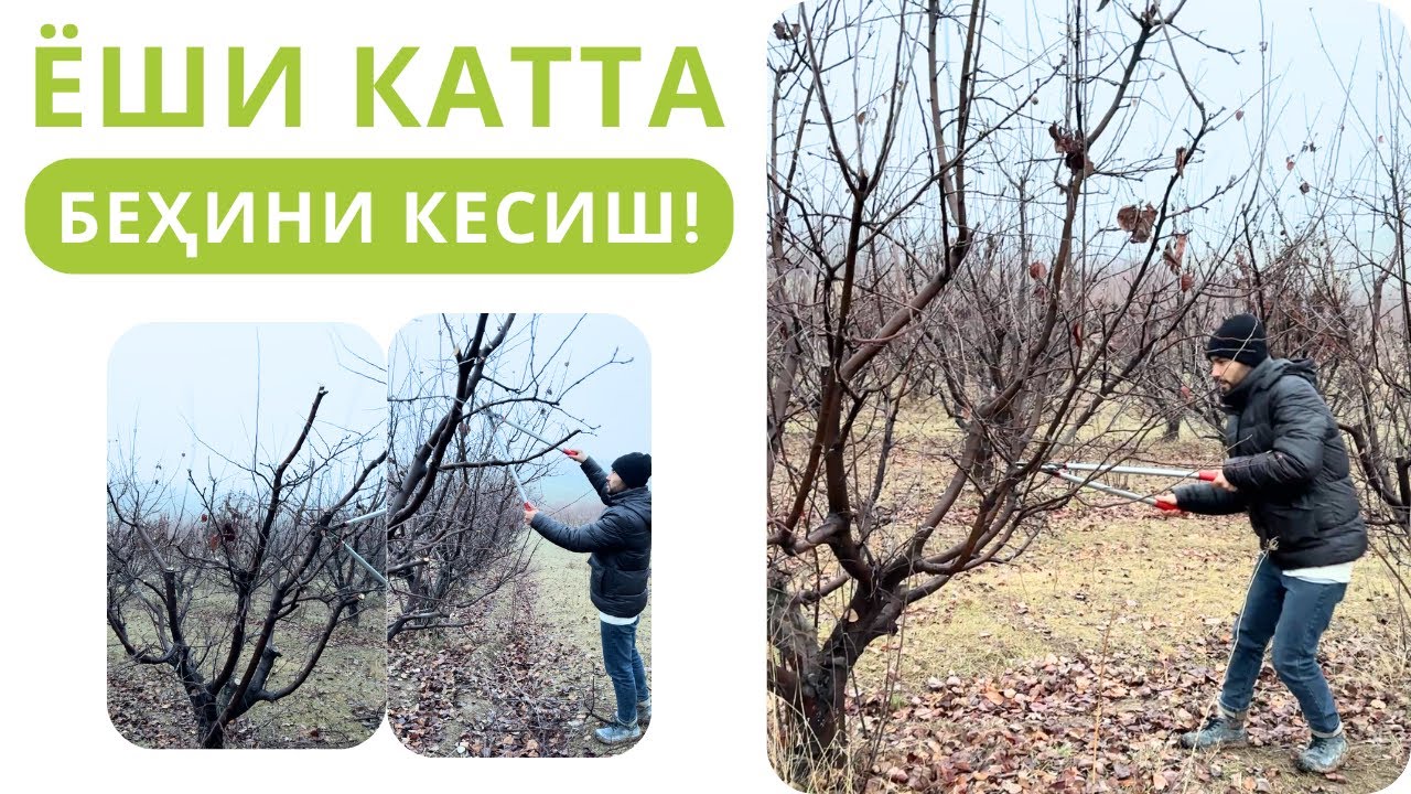 КАТТА БЕҲИ ДАРАХТИГА ШАКЛ БЕРИШ!
