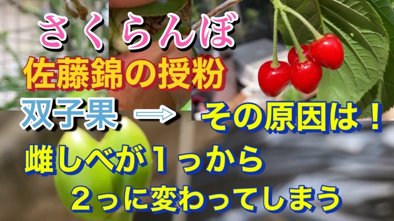 【さくらんぼ🍒栽培】佐藤錦の授粉、双子果ができる、その原因は！　(雌しべが１っから2っに変わってしまう)