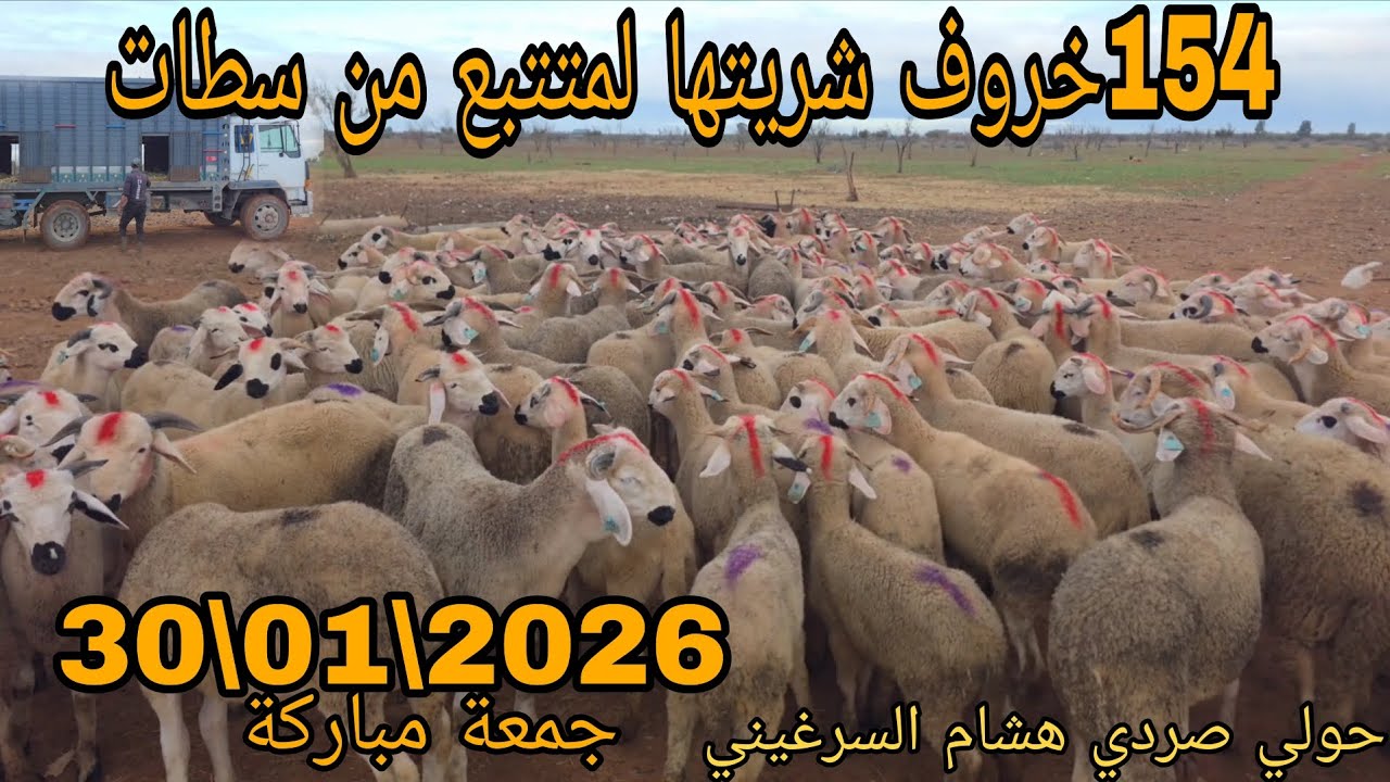 بسم الله #جمعة مباركة #154خروف شريتها لمتتبع من #سطات 30\01\2026