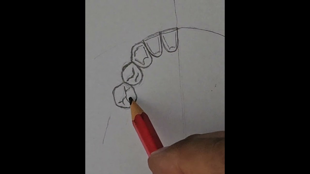 Mandibular teeth - occlusal view