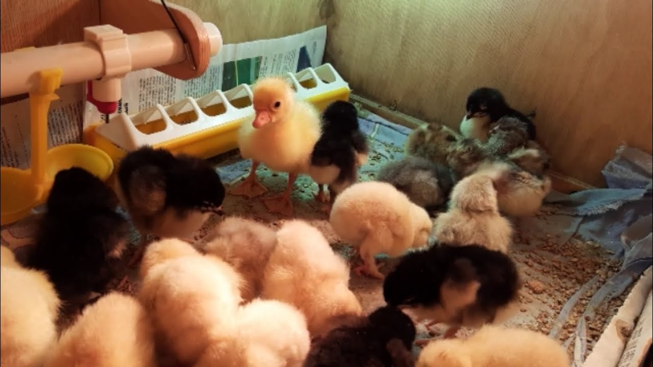Вылупились ЦЫПЛЯТА из ЗОЛОТЫХ ЯИЦ и ОДИН ГУСЬ! Содержание цыплят в брудере в первые дни