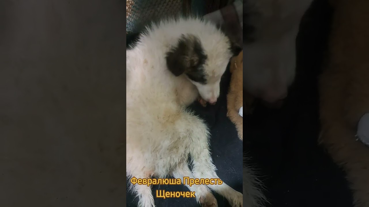 ПРИВЕТ Всём Февралюша Милый Вам Шлёт ПРИВЕТ и Спасибо Кто Смотрят Видео с Ним и другие Собачки 