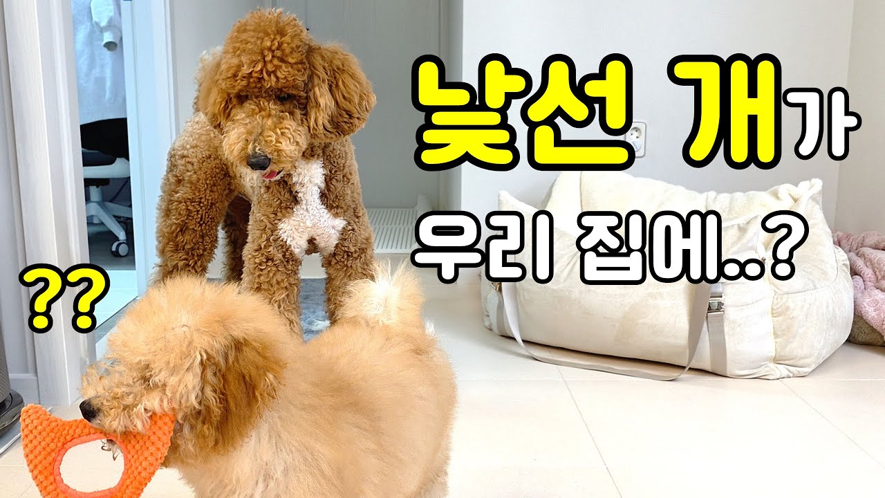 첫 목욕하고 왔더니… 누나가 동생을 못 알아봅니다┃스탠다드푸들 강아지 브이로그