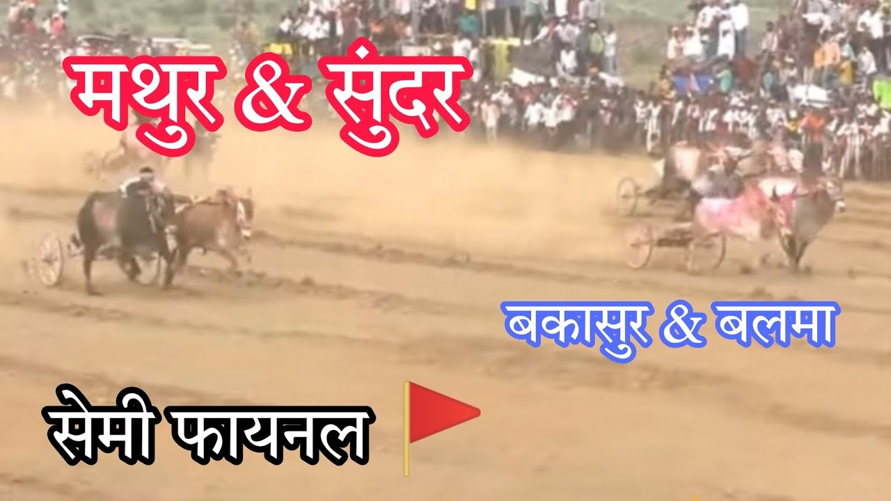 👑 मथुर & सुंदर 🆚 बकासुर & बलमा 👑 || [ सेमी फायनल ]🚩 || निकाल = 👑 मथुर आणि सुंदर 👑 || सेमी पास 🤙🏻🔥