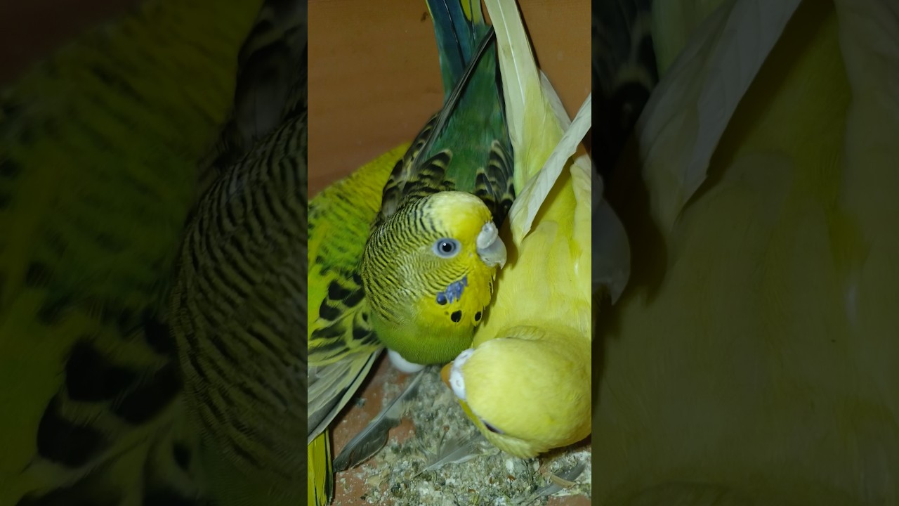 Second Budgies Pair Hatching Their Eggs 