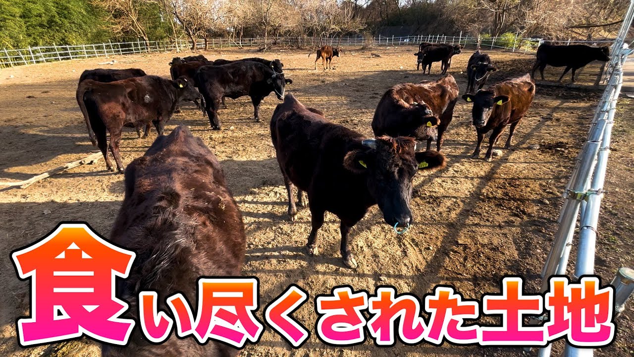 食べる草が無くなると❓