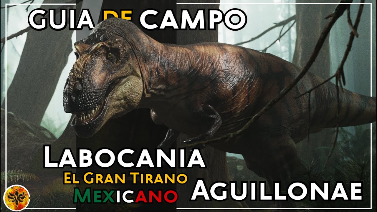 Guía de Campo: Labocania aguillonae, El gran tirano mexicano.