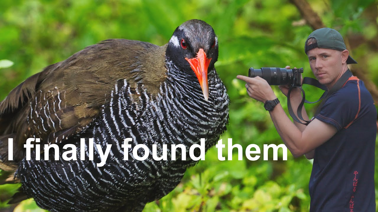 He finally found the endemic bird of Okinawa, Yanbaru kuina