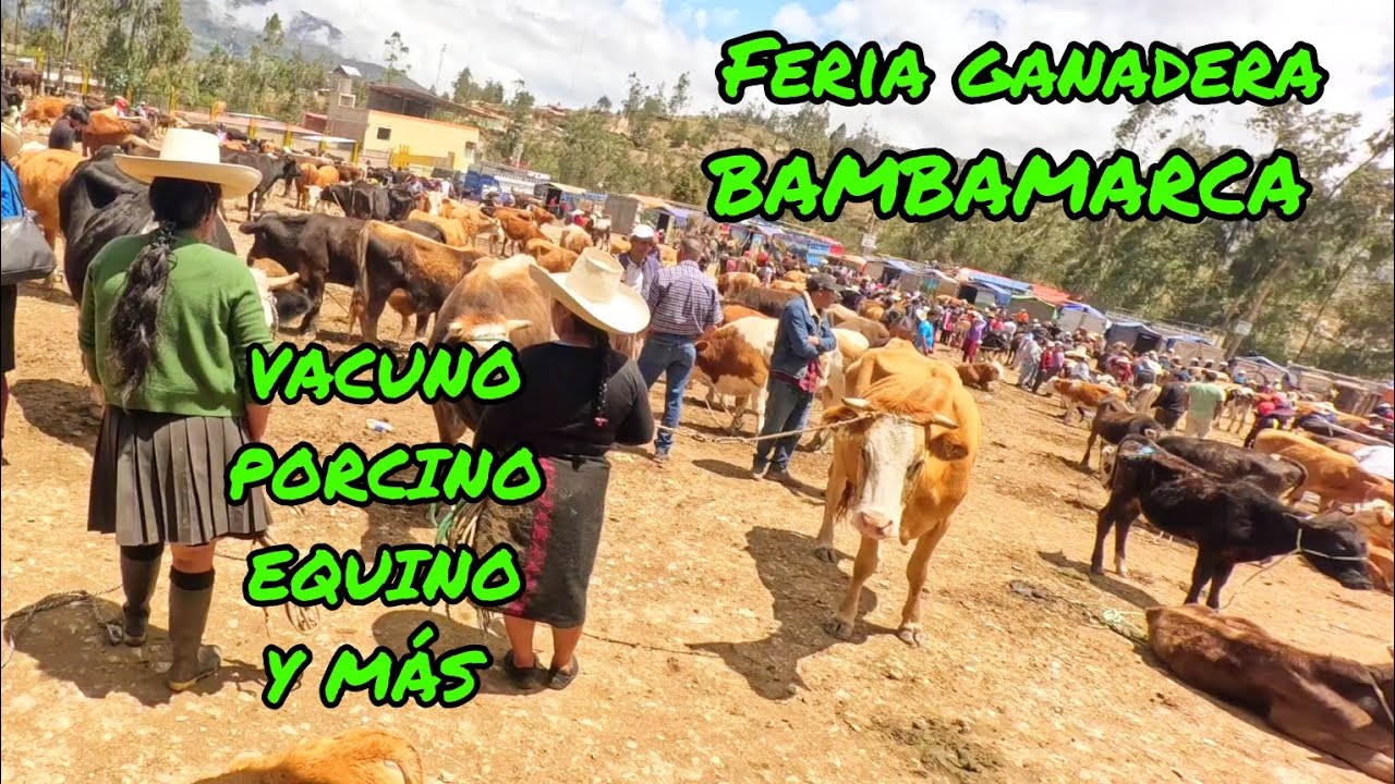 MILES DE ANIMALES A LA VENTA EN LA FERIA DE GANADO EN BAMBAMARCA CAJAMARCA PERÚ - parte 2