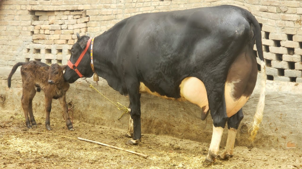 جرسی چولستانی گاے فارسیل دودھ 30کلو پیچھےبچھڑی رابطہ نمبر [03018687340] Sohna  Punjab  Tv. 
