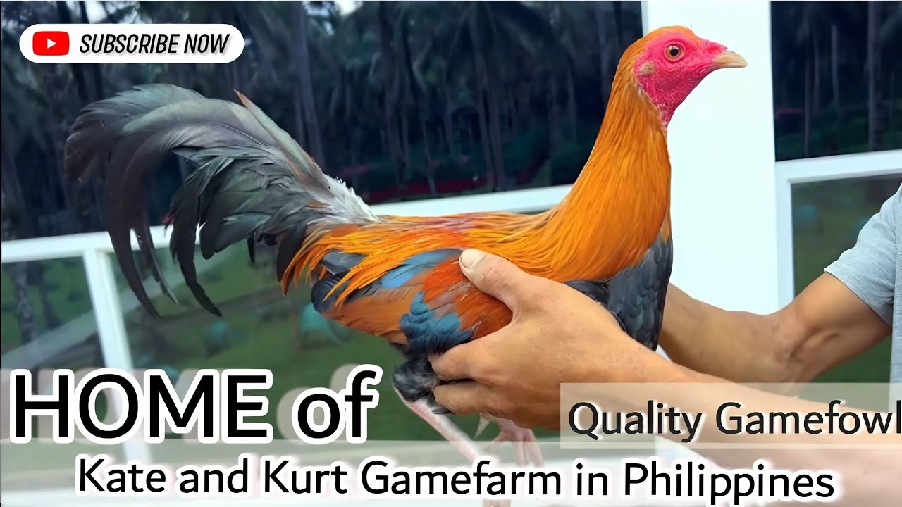 Episode 16: Let's Visit this Beautiful Gamefarm (Kate and Kurt Gamefarm) Philippines 🇵🇭